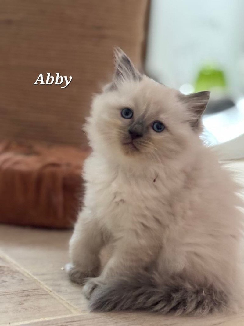 ABBY Femelle Ragdoll