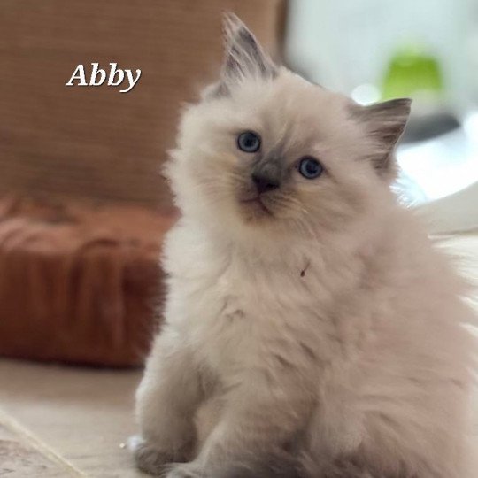 ABBY Femelle Ragdoll