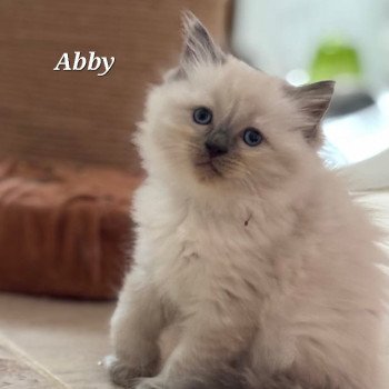 chaton Ragdoll blue point ABBY Chatterie de Syruzye