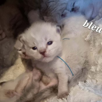 chaton Ragdoll brown tabby Chatterie de Syruzye