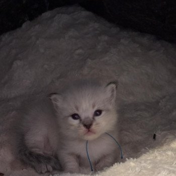 chaton Ragdoll brown tabby Chatterie de Syruzye