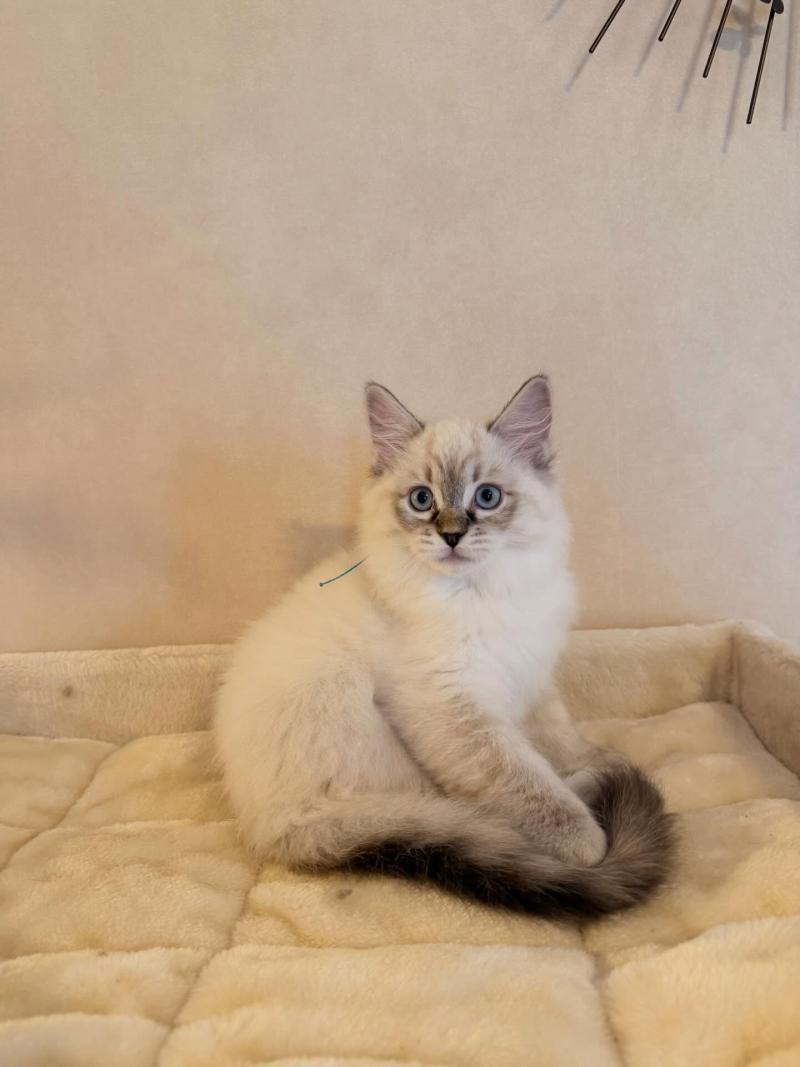 Aristide Mâle Ragdoll