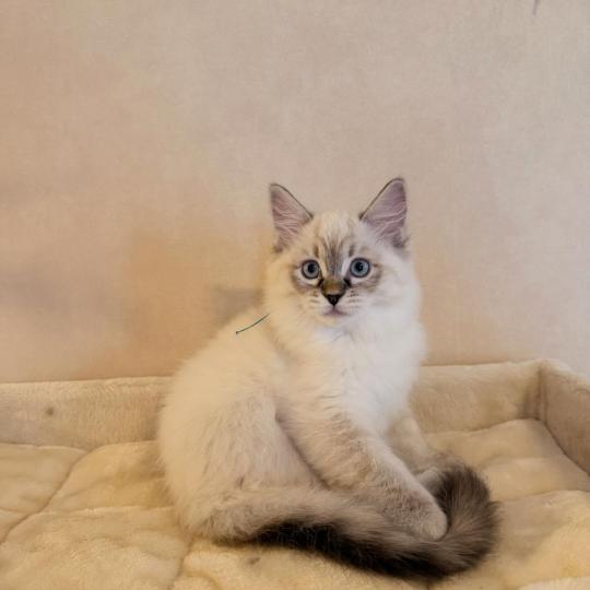 Aristide Mâle Ragdoll