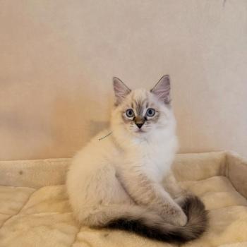chaton Ragdoll brown tabby Aristide Chatterie de Syruzye