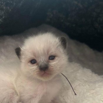 chaton Ragdoll seal point Chatterie de Syruzye