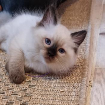 chaton Ragdoll seal point Amy Chatterie de Syruzye