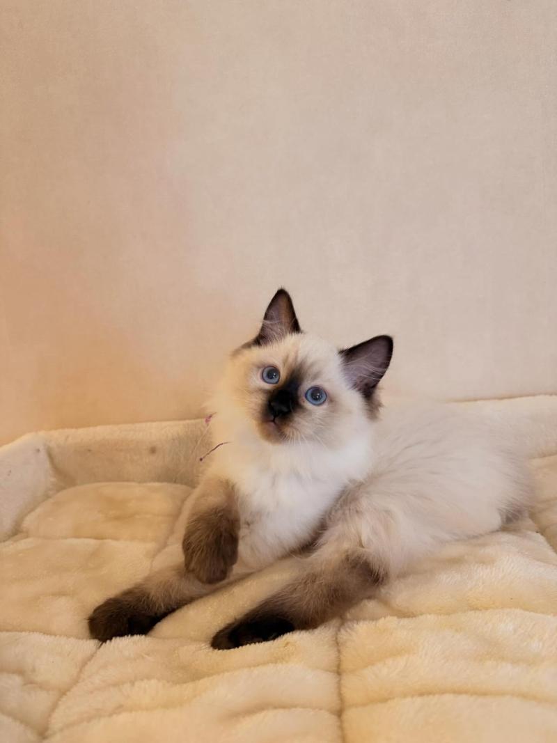 Amy Femelle Ragdoll