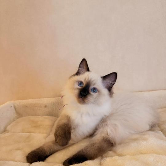 Amy Femelle Ragdoll