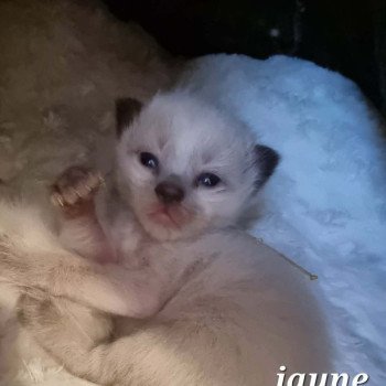 chaton Ragdoll brown tabby Chatterie de Syruzye