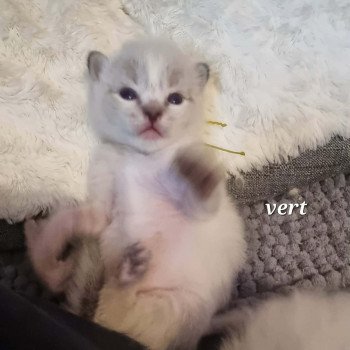 chaton Ragdoll brown tabby Chatterie de Syruzye