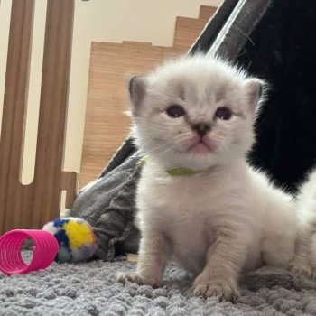 chaton Ragdoll brown tabby Chatterie de Syruzye
