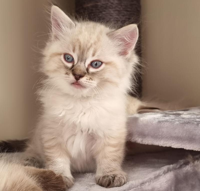 Aslan Mâle Ragdoll
