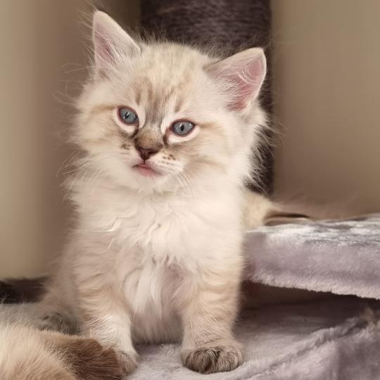 Aslan Mâle Ragdoll