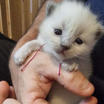 chaton Ragdoll Chatterie de Syruzye