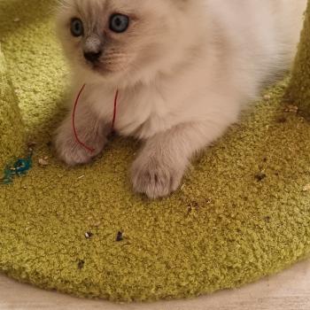 chaton Ragdoll blue point A'BAUME Chatterie de Syruzye