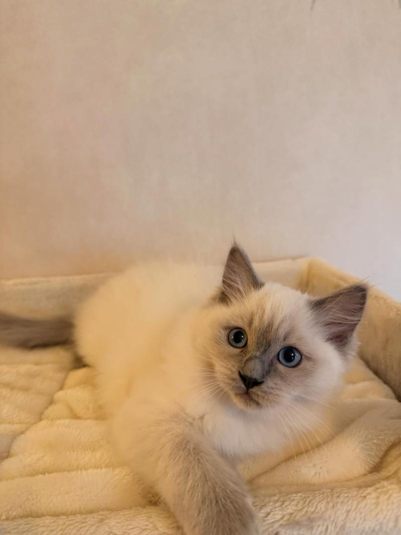 A'BAUME Femelle Ragdoll