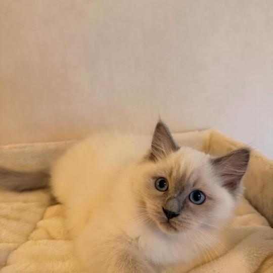 A'BAUME Femelle Ragdoll