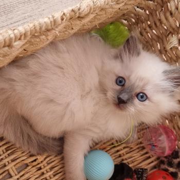 chaton Ragdoll blue point Aura Chatterie de Syruzye