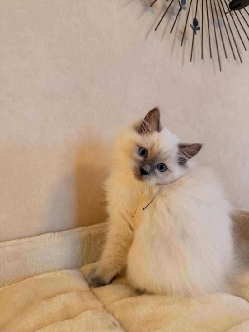 Aura Femelle Ragdoll