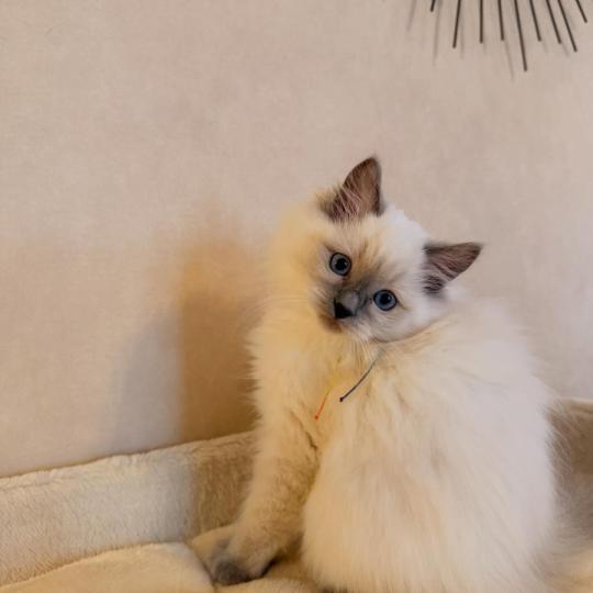 Aura Femelle Ragdoll