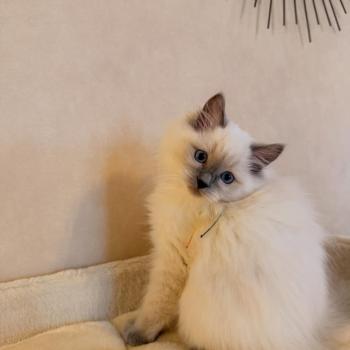 chaton Ragdoll blue point Aura Chatterie de Syruzye