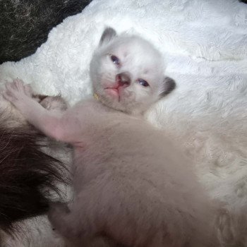 chaton Ragdoll seal point Chatterie de Syruzye