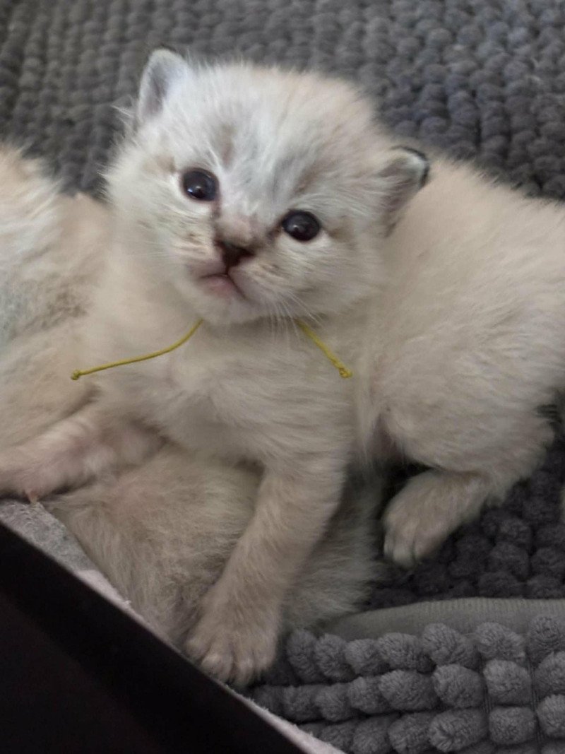 Albert Mâle Ragdoll