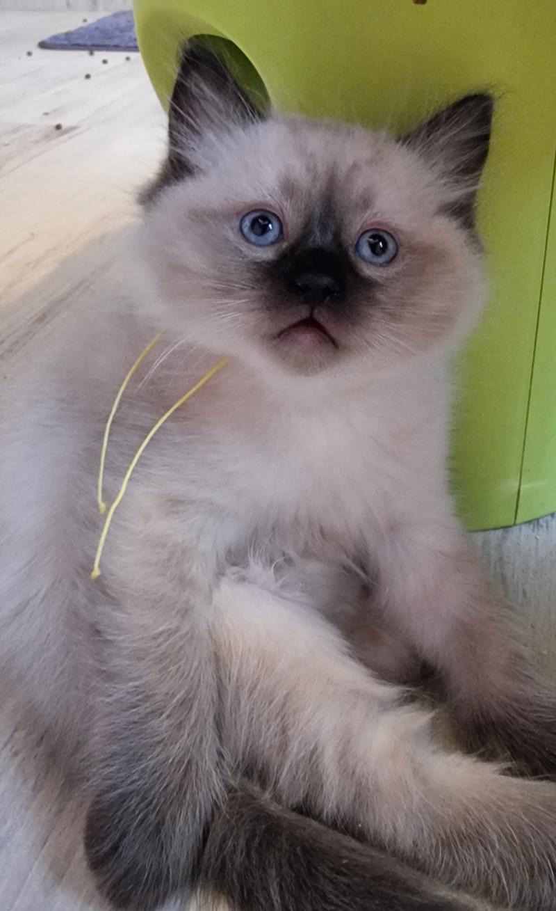 Albert Mâle Ragdoll