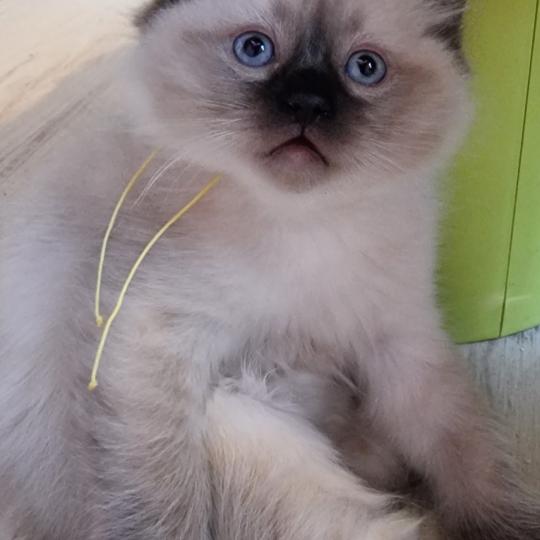 Albert Mâle Ragdoll