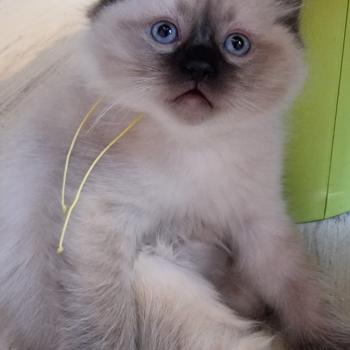 chaton Ragdoll seal point Albert Chatterie de Syruzye