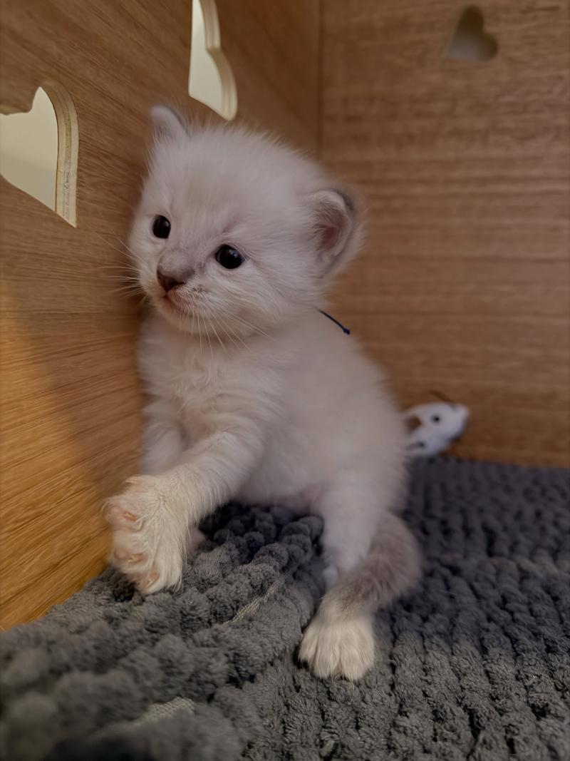1er chaton (Portée Suzy ❤ TIMBA) - Mâle blue tabby collier bleu Mâle Ragdoll