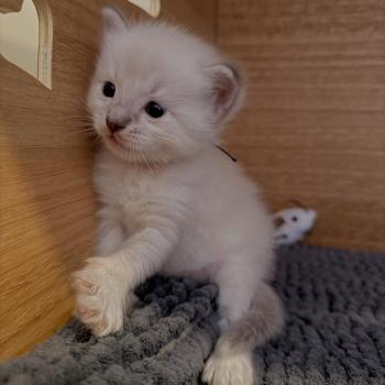 chaton Ragdoll blue tabby Chatterie de Syruzye
