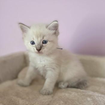 chaton Ragdoll blue tabby Boogie Chatterie de Syruzye
