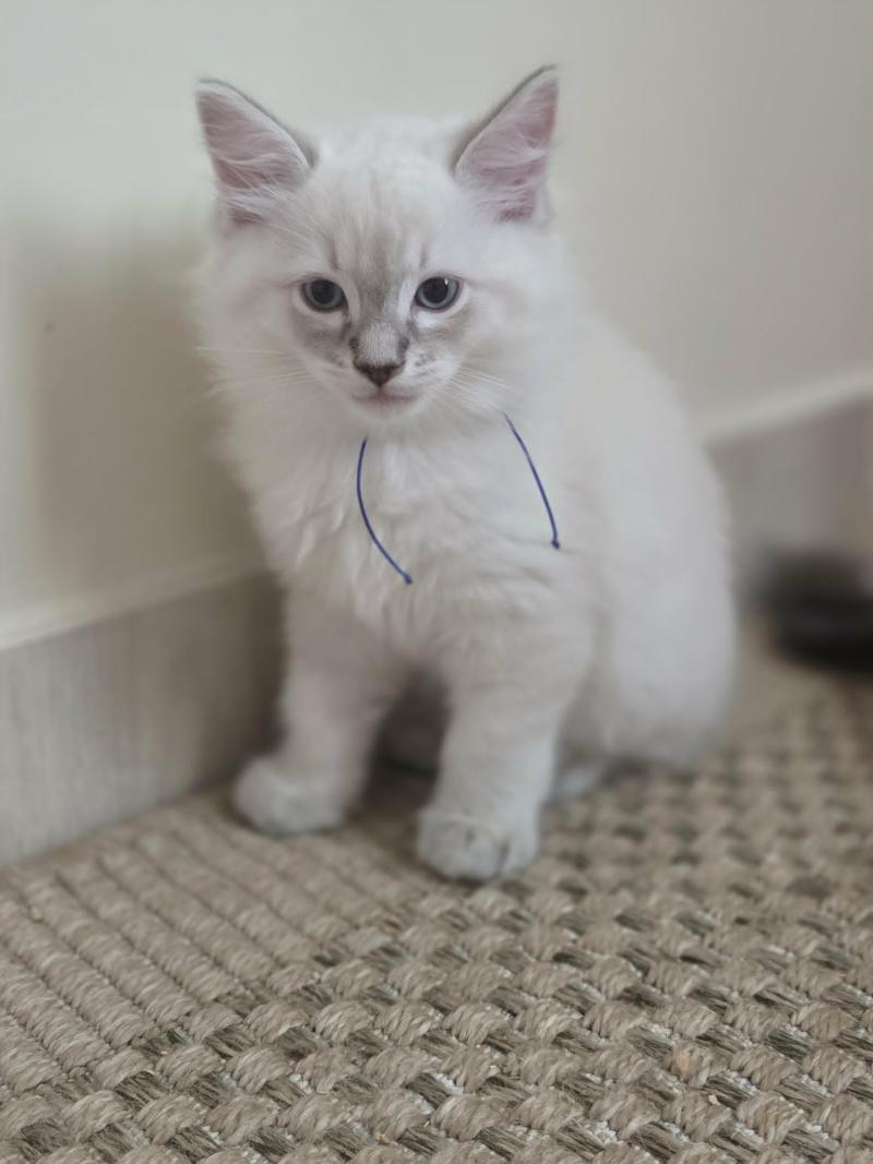 Boogie Mâle Ragdoll