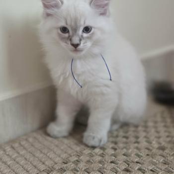 chaton Ragdoll blue tabby Boogie Chatterie de Syruzye