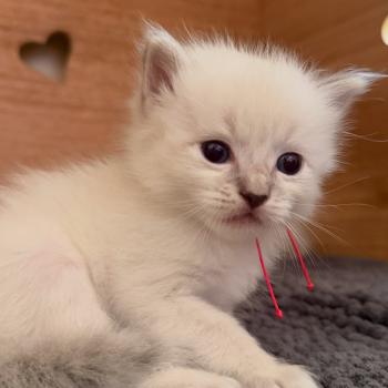 chaton Ragdoll blue tabby Chatterie de Syruzye