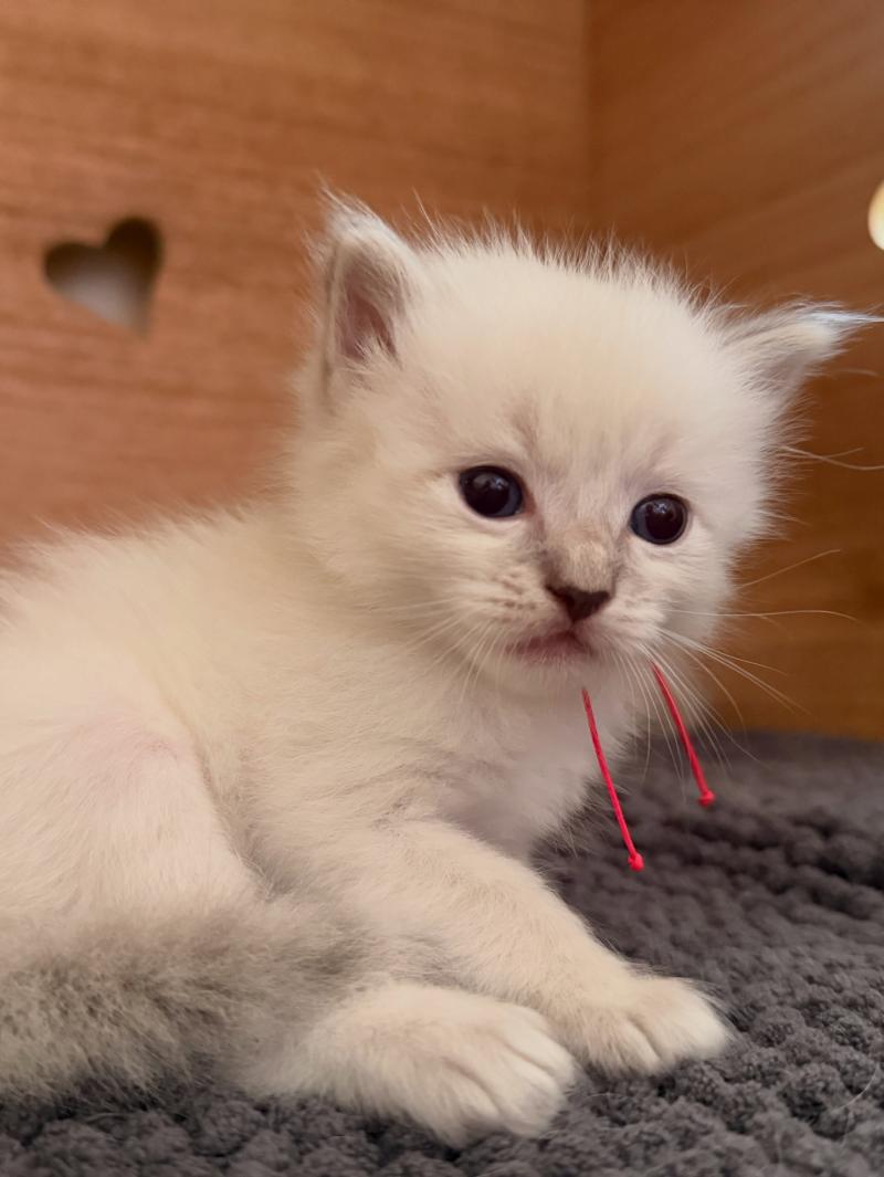 2e chaton (Portée Suzy ❤ TIMBA) - Femelle blue tabby collier rose Femelle Ragdoll