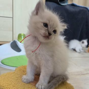 chaton Ragdoll blue tabby Chatterie de Syruzye