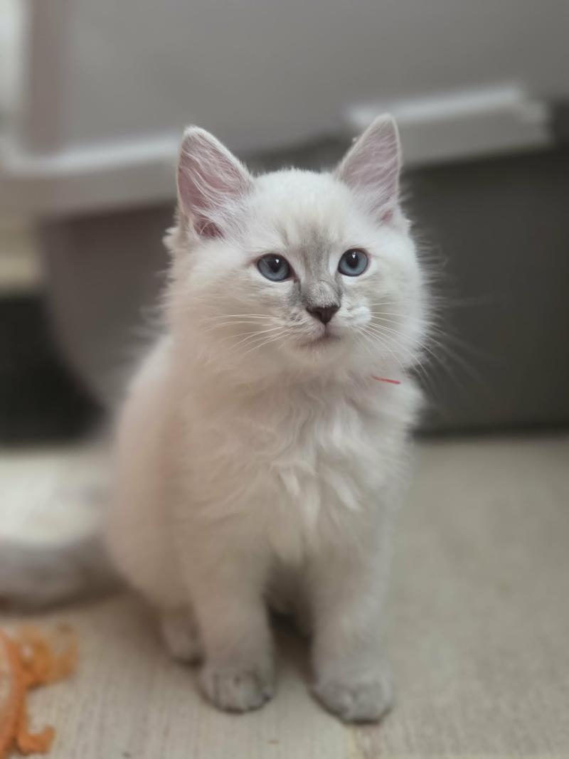 Bonny Femelle Ragdoll