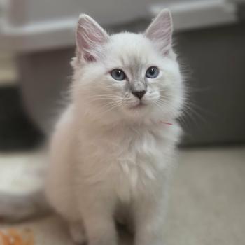 chaton Ragdoll blue tabby Bonny Chatterie de Syruzye