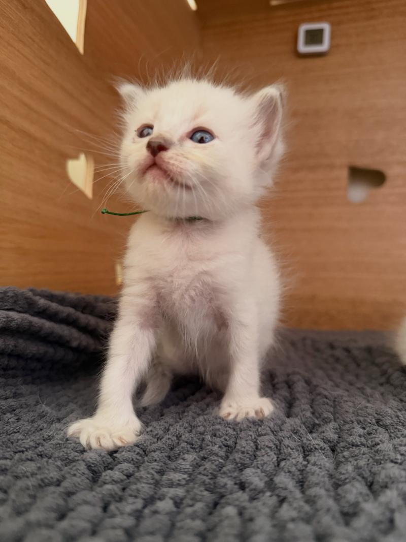 3e chaton (Portée Suzy ❤ TIMBA) - Mâle blue tabby collier vert Mâle Ragdoll