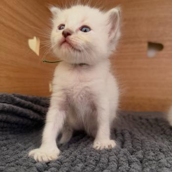 chaton Ragdoll blue tabby Chatterie de Syruzye