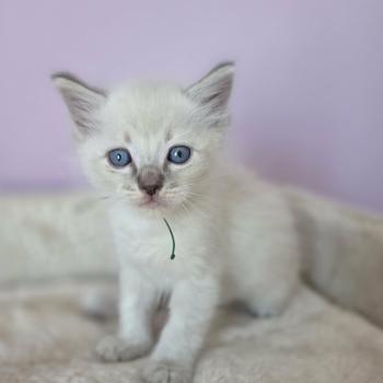 chaton Ragdoll blue tabby Chatterie de Syruzye