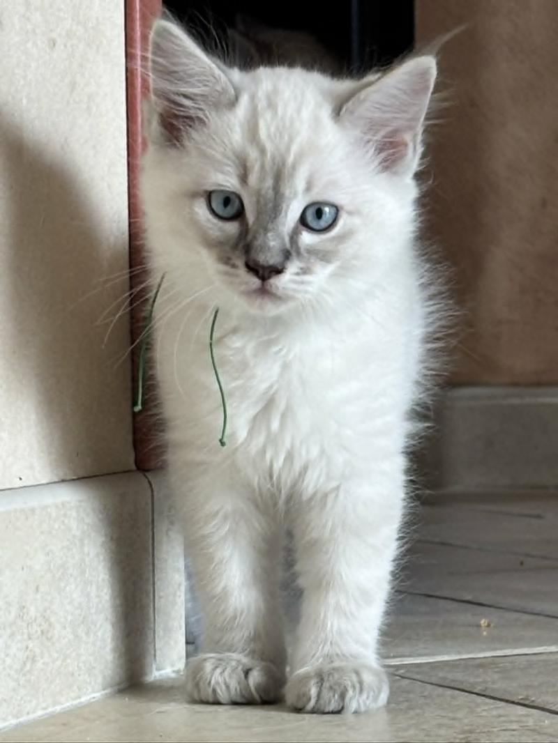 Benji Mâle Ragdoll