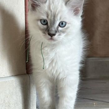 chaton Ragdoll blue tabby Benji Chatterie de Syruzye