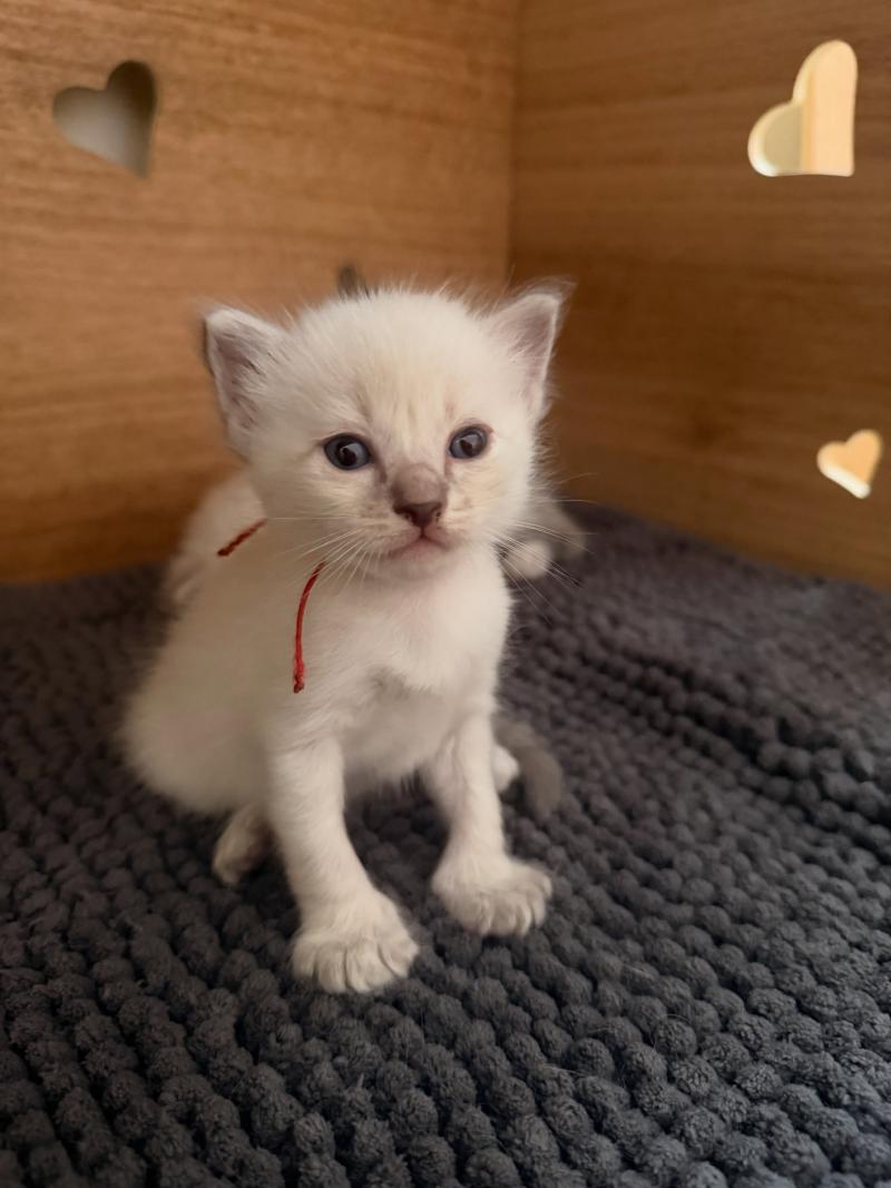 4e chaton (Portée Suzy ❤ TIMBA) - Mâle blue tabby collier rouge Mâle Ragdoll