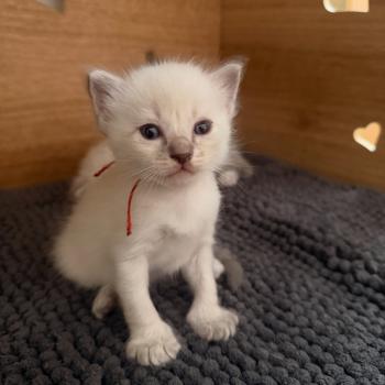chaton Ragdoll blue tabby Chatterie de Syruzye