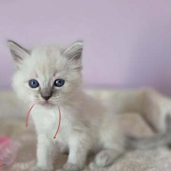 chaton Ragdoll blue tabby Chatterie de Syruzye