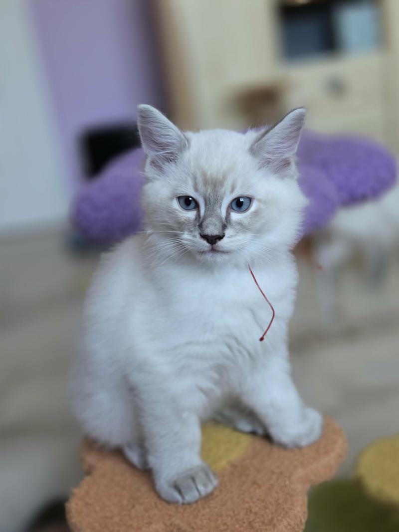 Bandit Mâle Ragdoll