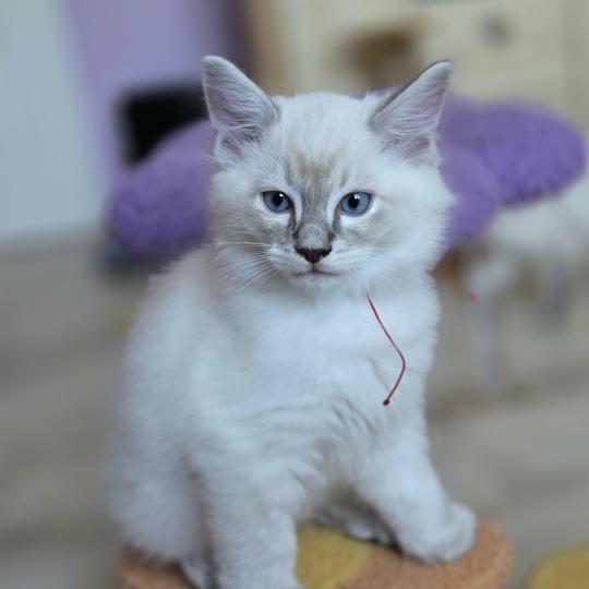 Bandit Mâle Ragdoll